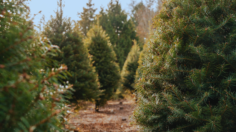 Trim the Tree After Visiting These Farms Around Nashville | Crye-Leike
